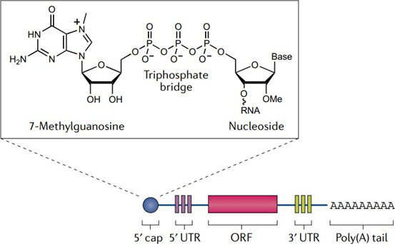Capped and Uncapped Reference Standards for mRNA Capping – Now Available