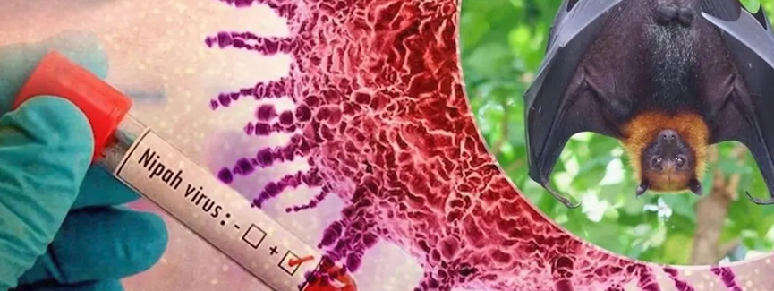 Deadly Nipah Virus Resurfaces: How mRNA Solutions Are Breaking the Vaccine Development Deadlock