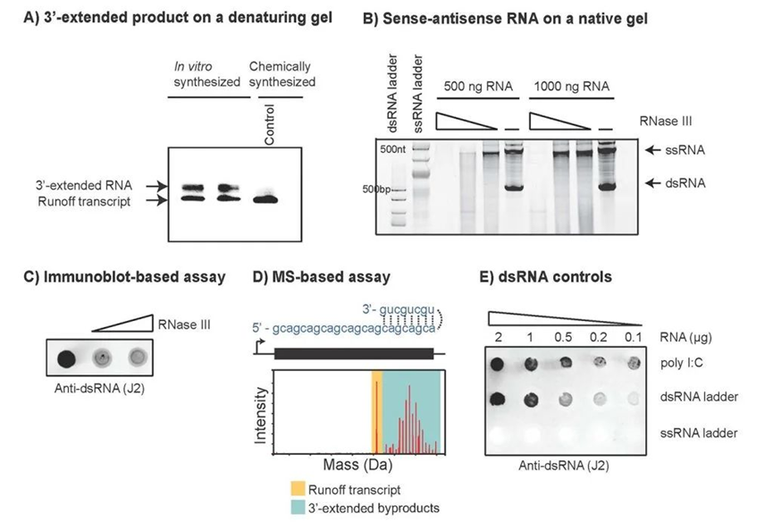 dsRNA: an unwanted byproduct from mRNA IVT