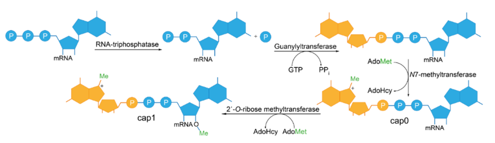 Enzymatic Capping: Process, Pros, and Cons