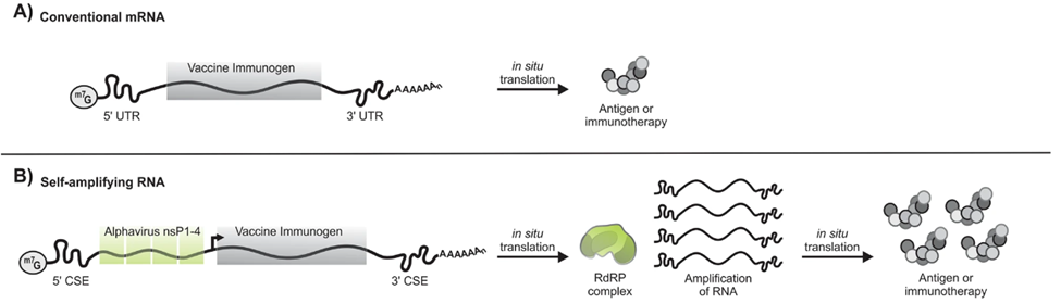 Unlocking the Future of RNA: The Power of Self-Amplifying RNA (saRNA)