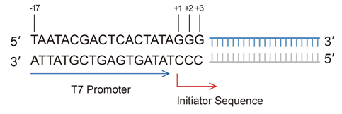 Why Co-Transcriptional Capping