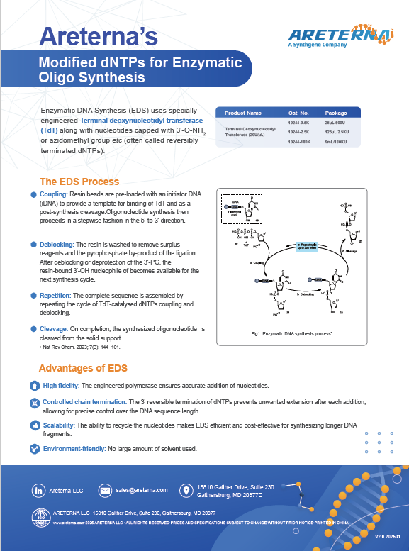 Modified dNTPs for Enzymatic Oligo Synthesis (2025)