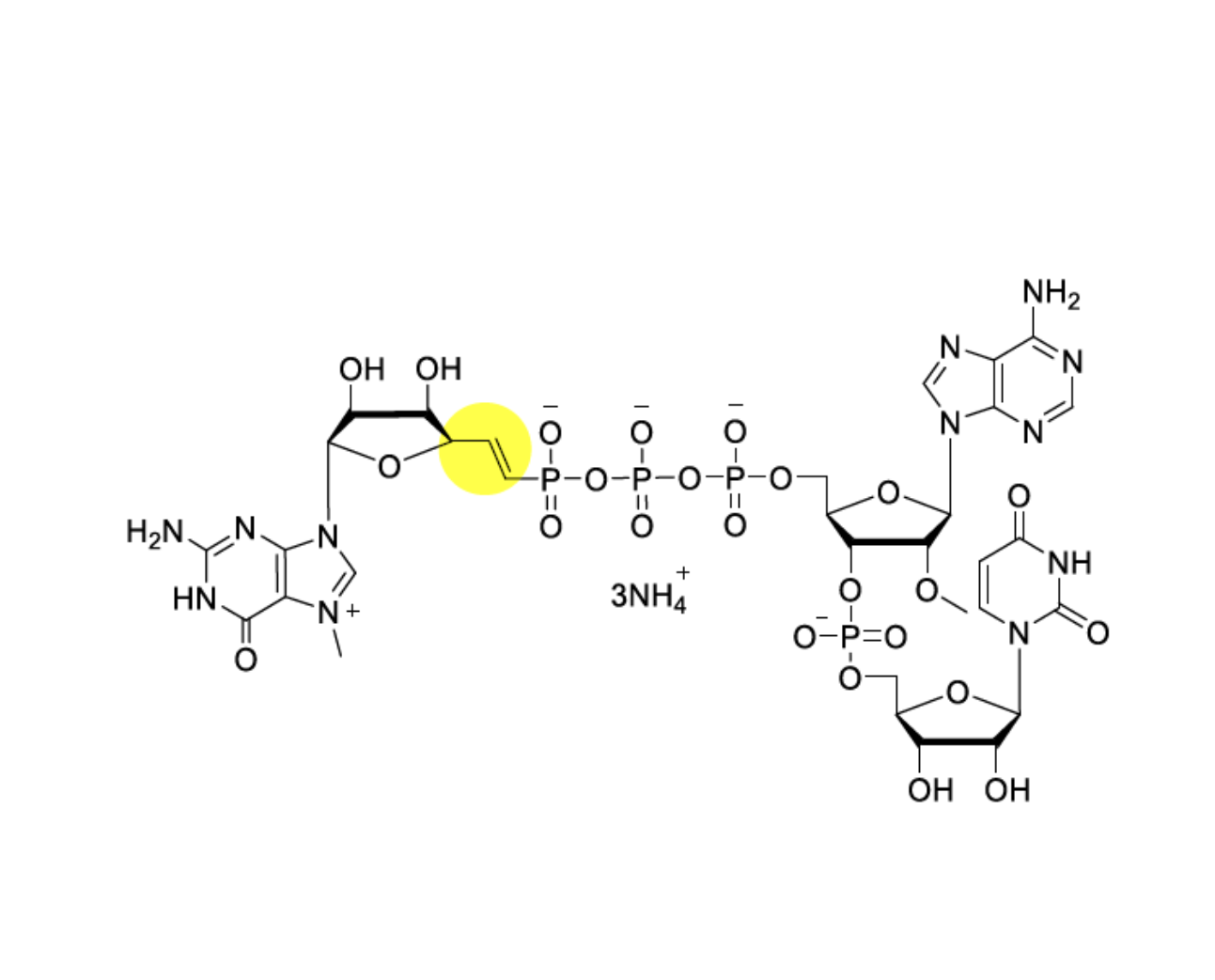 CAP m7G(5')vppp(5' )(2'-OMeA)pU 100mM Ammonium Solution