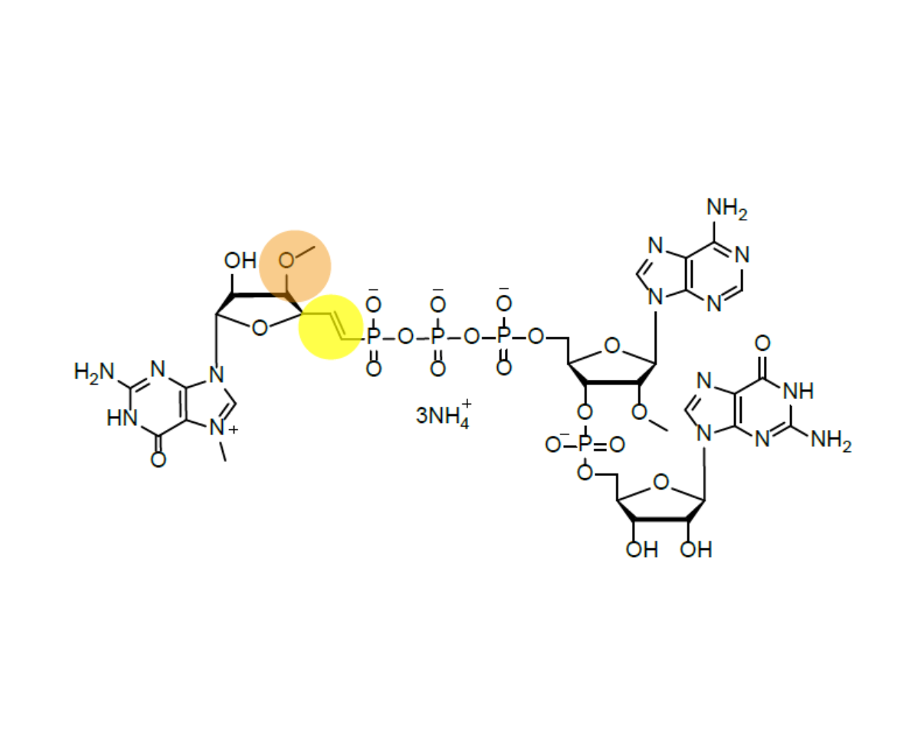CAP m7(3'-OMeG)(5')vppp(5' )(2'-OMeA)pG 100mM Ammonium Solution