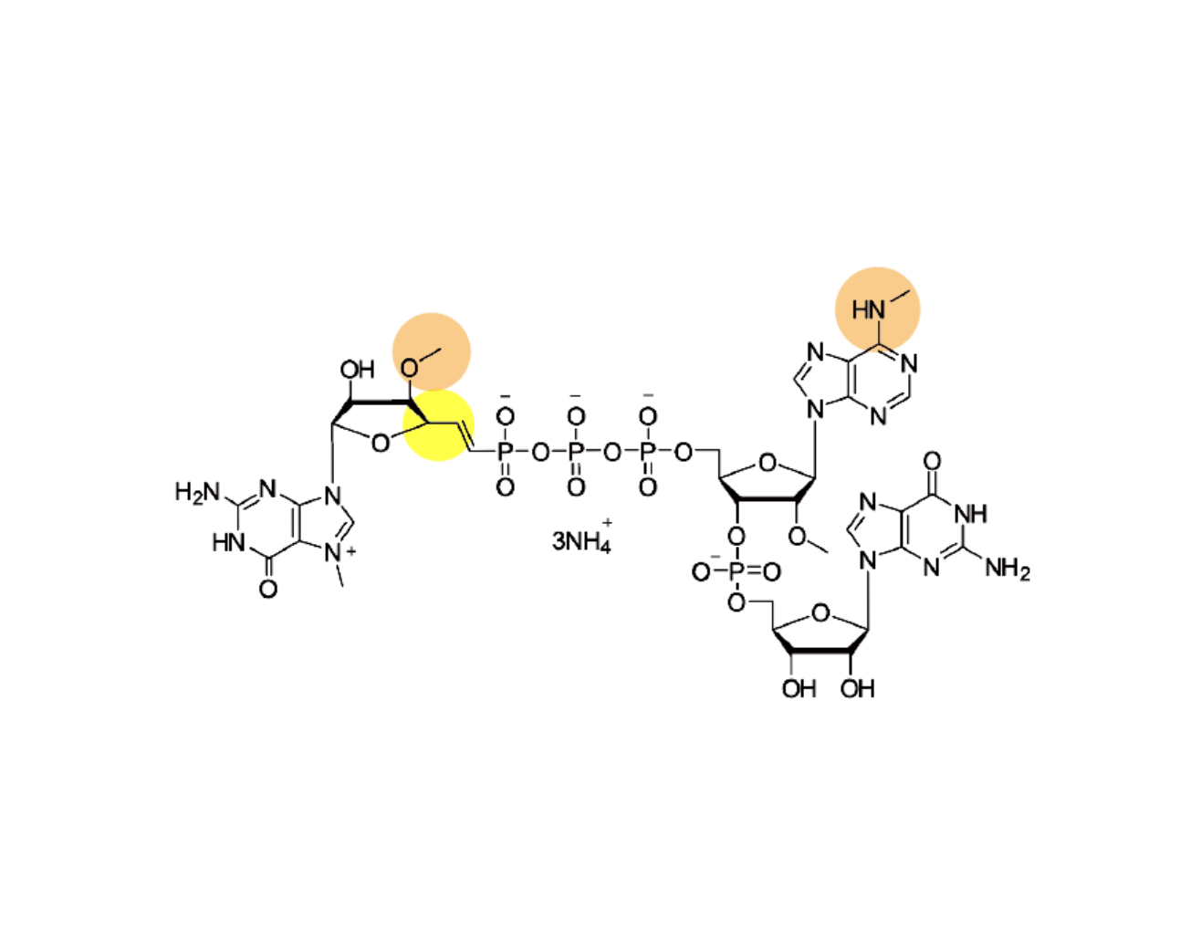 CAP m7(3'-OMeG)(5')vppp(5')(2'-OMe,m6A)pG 100mM Ammonium Solution