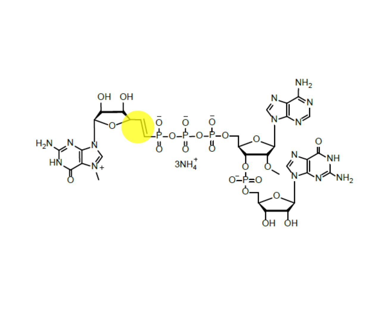 CAP 5 m7G(5')vppp(5')(2'OMeA)pG 100mM Ammonium Solution